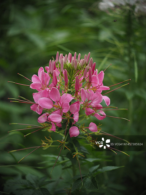越南美丽的唇形科花朵图片素材