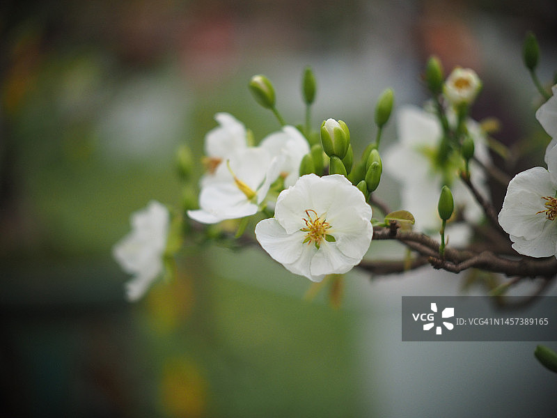 越南美丽的白色杏花图片素材