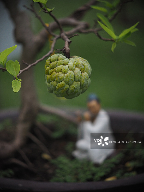 越南的美味番荔枝图片素材