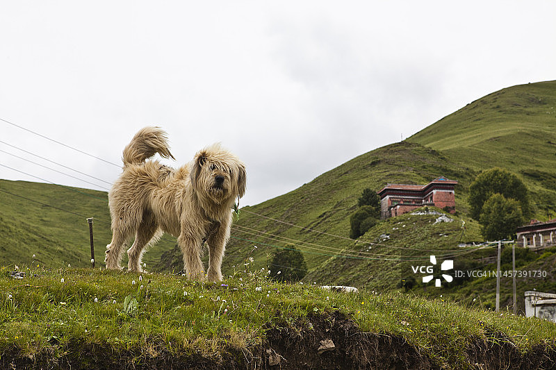 大型犬图片素材