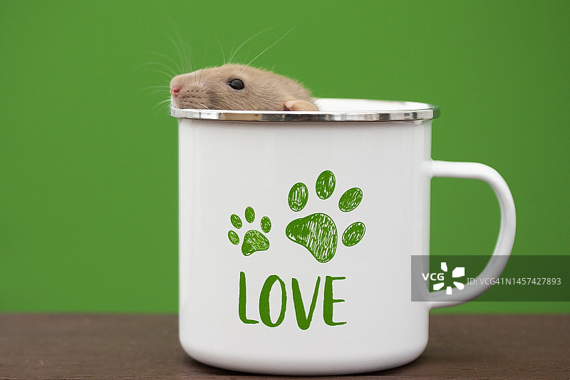 杯子里的老鼠图片素材