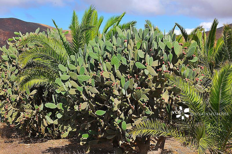 仙人掌果,带刺梨的胭脂仙人掌(Opuntia ficus-indica)结果,富埃特文图拉岛,加那利群岛,西班牙图片素材