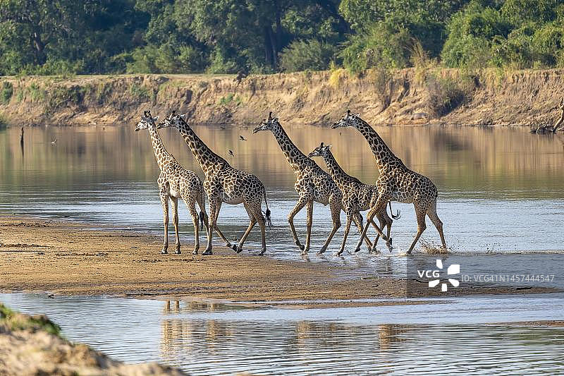 罗德西亚长颈鹿（Giraffa camelopardalis thornicrofti），在赞比亚南卢安瓜河岸边图片素材