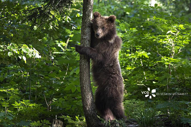 斯洛文尼亚Notranjska地区的森林中的棕熊图片素材