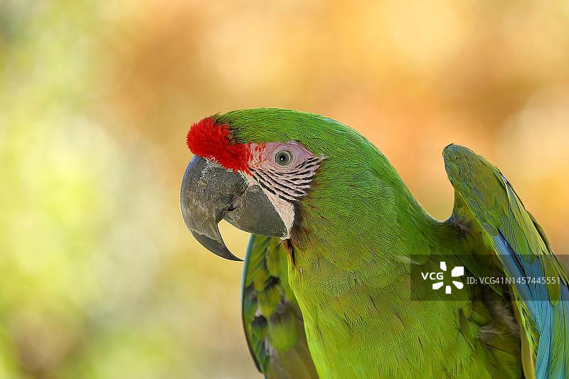 绿翅金刚鹦鹉，动物肖像，圈养，黑森州，德国图片素材