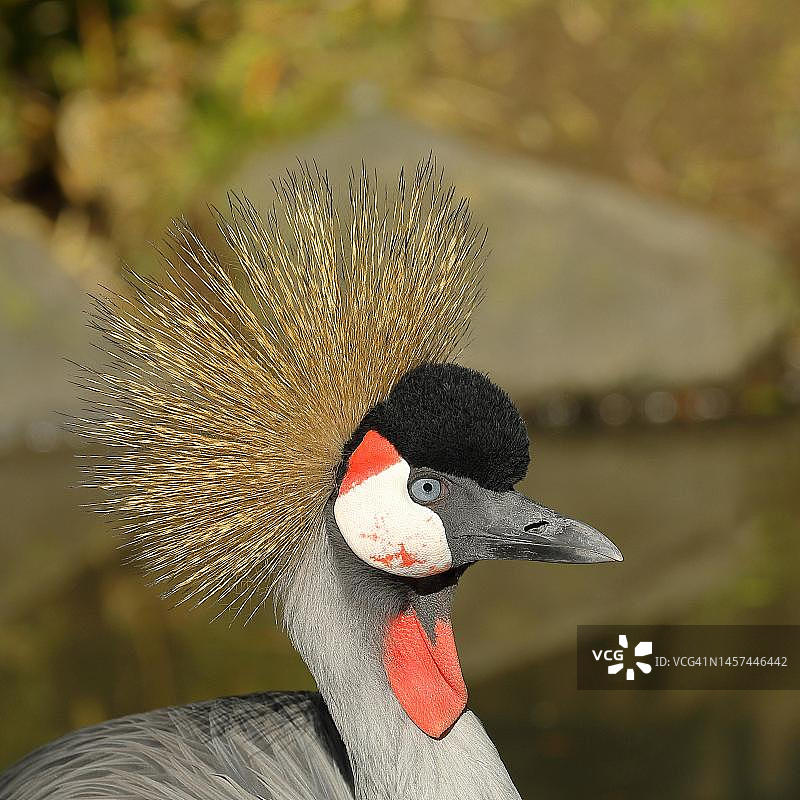 黑冠鹤(Balearica pavonina),肖像,圈养,Herborn-Uckersdorf动物园,黑塞,德国图片素材