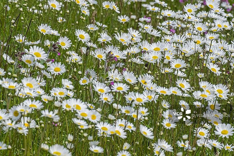 明斯特兰花卉草甸图片素材