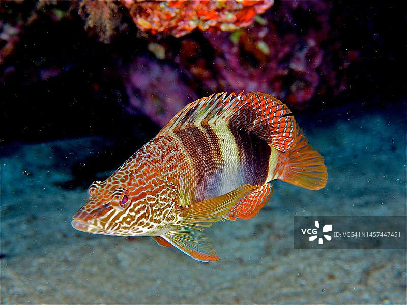 多彩的石斑鱼，位于西班牙大加那利岛阿林aga El Cabron海洋保护区，大西洋图片素材