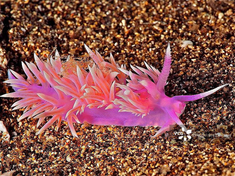 紫色线状海蛞蝓，西班牙大加那利岛图片素材