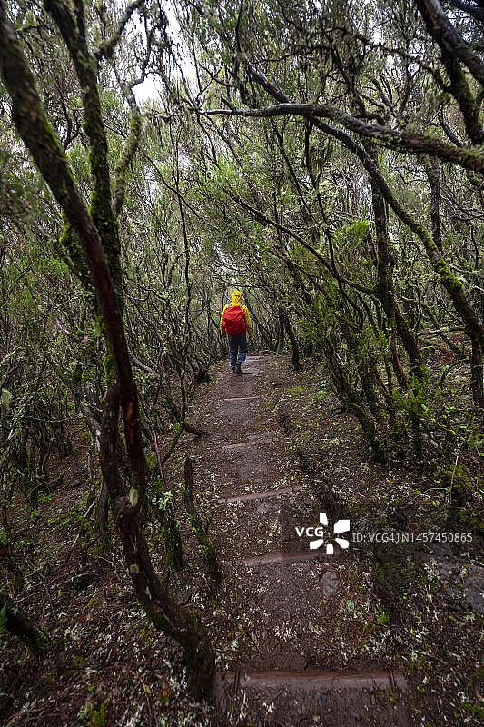 徒步者在葡萄牙马德拉岛拉巴萨尔弗朗西斯科·阿查迪尼亚步道茂密森林中图片素材