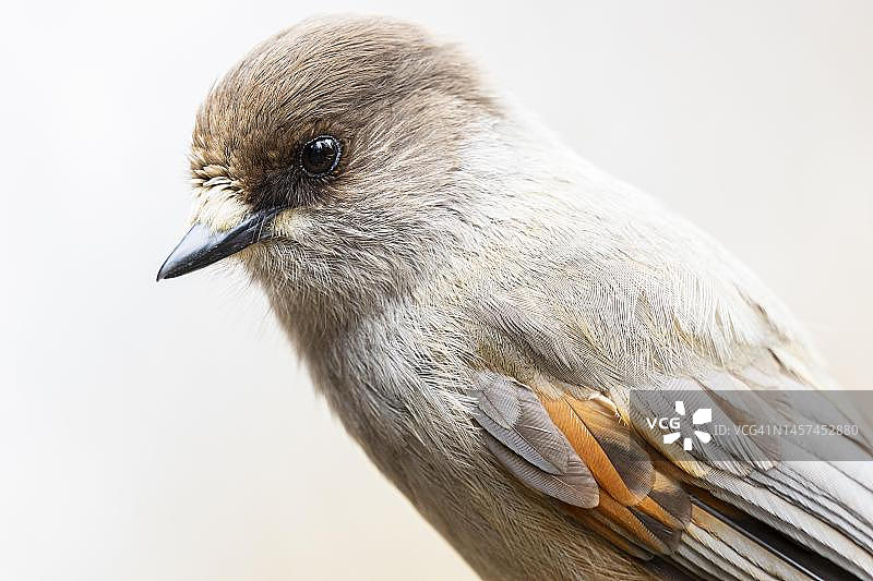 芬兰奥兰卡国家公园里的灰噪鸦图片素材