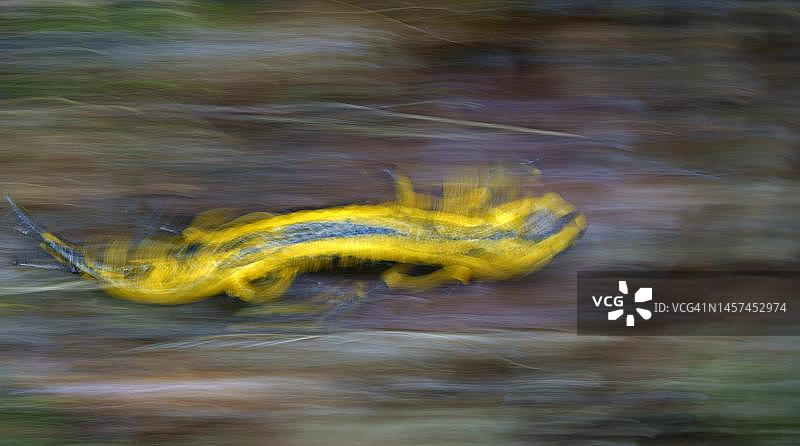 在森林地面上奔跑的火蜥蜴（Salamandra salamandra），德国黑森州图片素材
