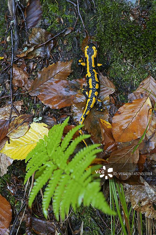 德国黑森州森林栖息地中的火蜥蜴图片素材