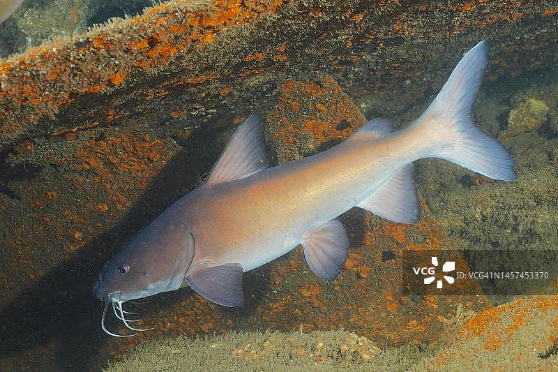 地方性纳塔耳海鲶鱼(Galeichthys trowi)，位于南非夸祖鲁-纳塔尔省乌姆科马斯阿里瓦尔沙洲潜水点图片素材