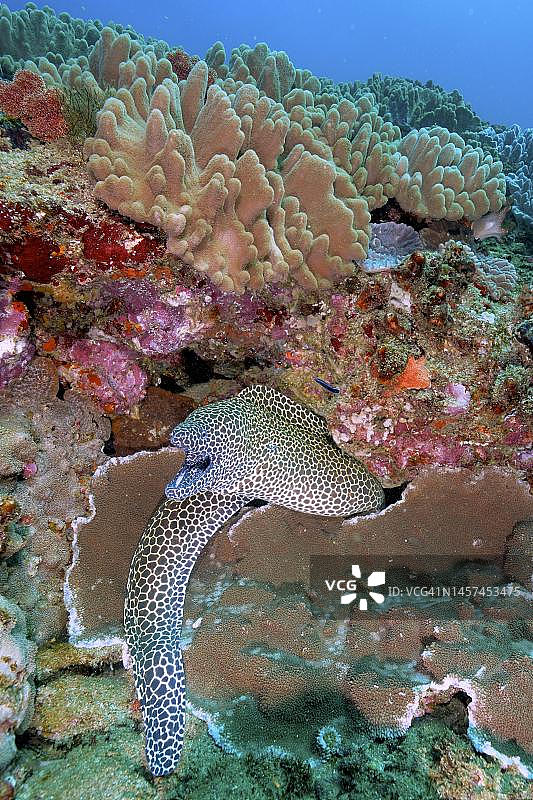 网纹海鳝图片素材