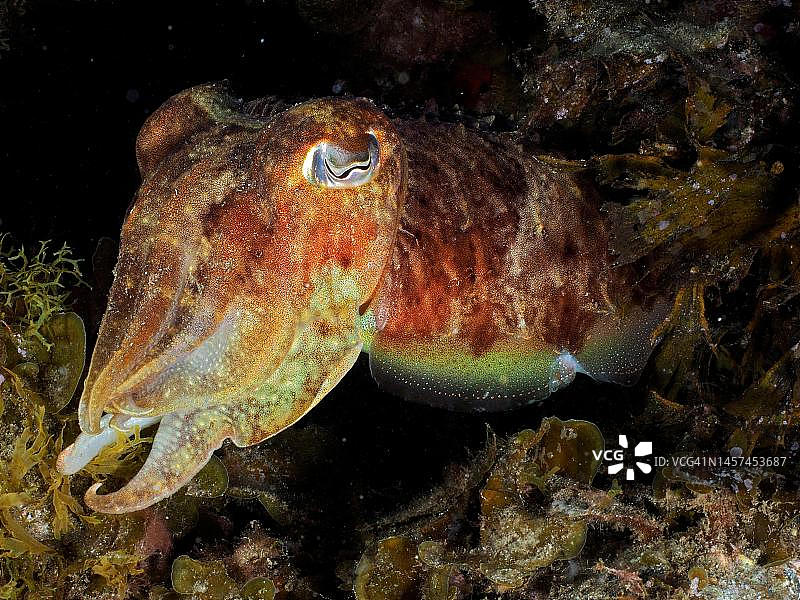 普通乌贼(Sepia officinalis)的肖像,拍摄于西班牙大加那利岛阿林纳加的埃尔卡布隆海洋保护区图片素材