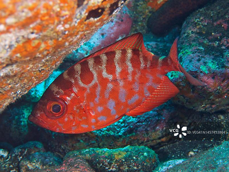 大眼鲷。潜水点Malpique，拉帕尔马岛，加那利群岛，西班牙，大西洋图片素材