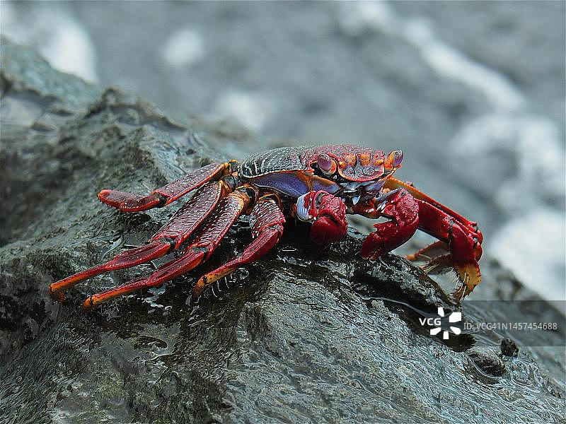 红岩蟹海浪中图片素材