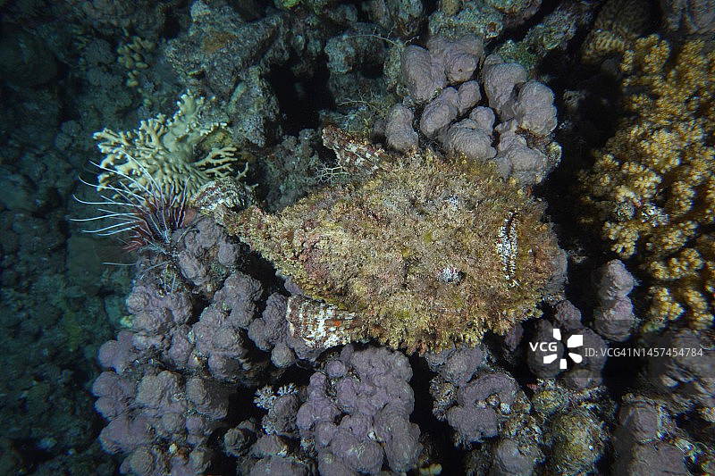 红海，埃及西奈，沙阿布马哈茂德潜水点的礁石石头鱼图片素材