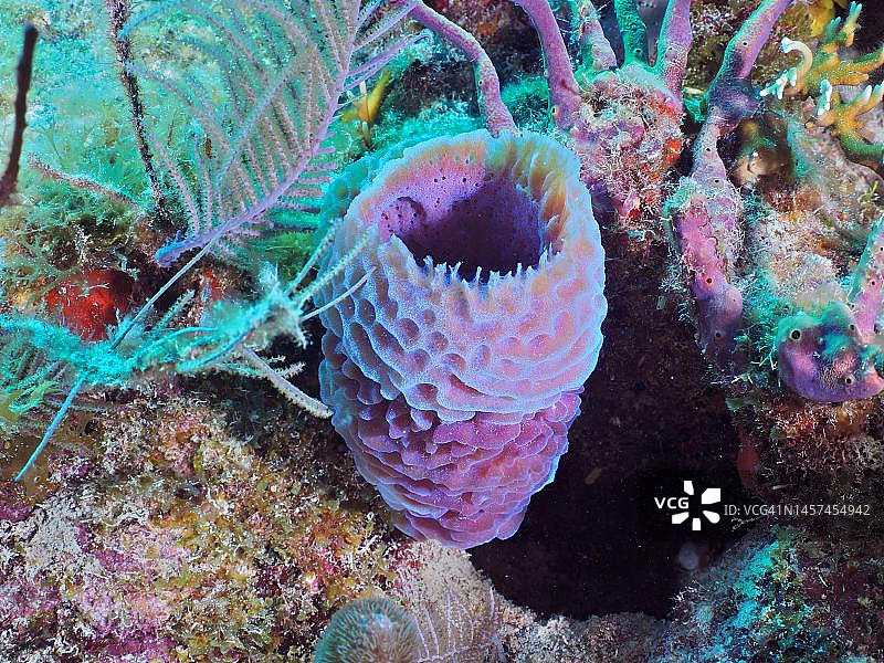 紫色花瓶海绵，位于美国佛罗里达群礁礁石州立公园图片素材