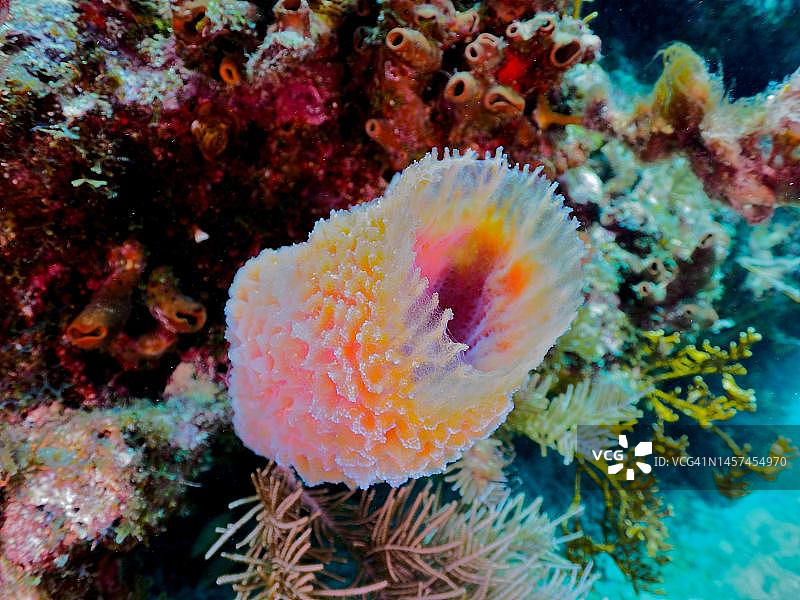 橙色花瓶海绵，美国佛罗里达群岛约翰彭尼坎普珊瑚礁州立公园潜水点图片素材