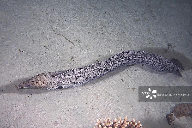 夜晚觅食的巨型海鳝（裸胸鳝），潜水点位于埃及红海的吉夫顿小岛图片素材