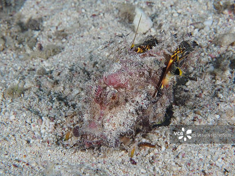 红海丝鳍鬼鲉(Inimicus filamentosus)。埃及库赛尔红树湾,礁石潜水点图片素材