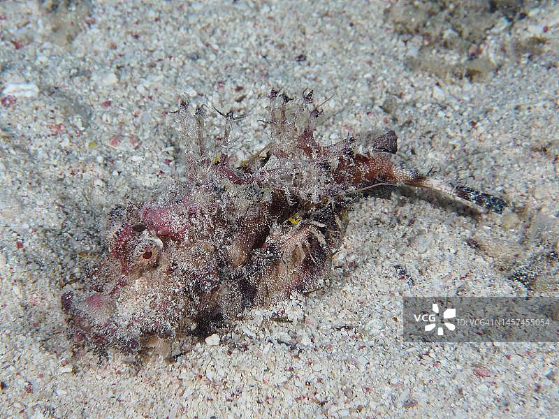 红海丝鳍鬼鮋，埃及红海图片素材
