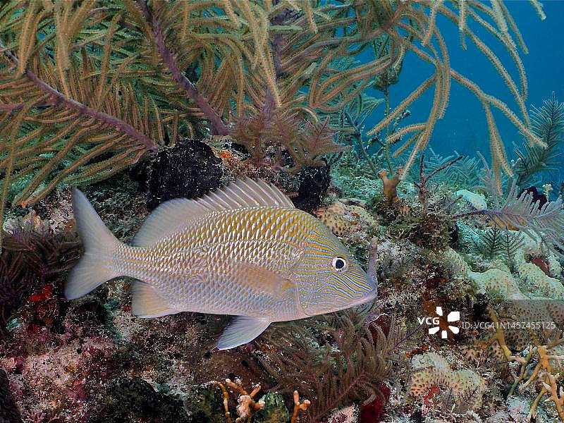 条纹石鲈，于美国佛罗里达州礁石潜水点图片素材