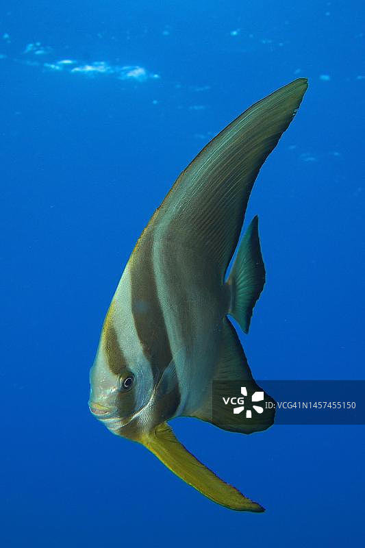 圆蝙蝠鱼(Platax orbicularis)幼鱼。锡安，埃及，红海图片素材