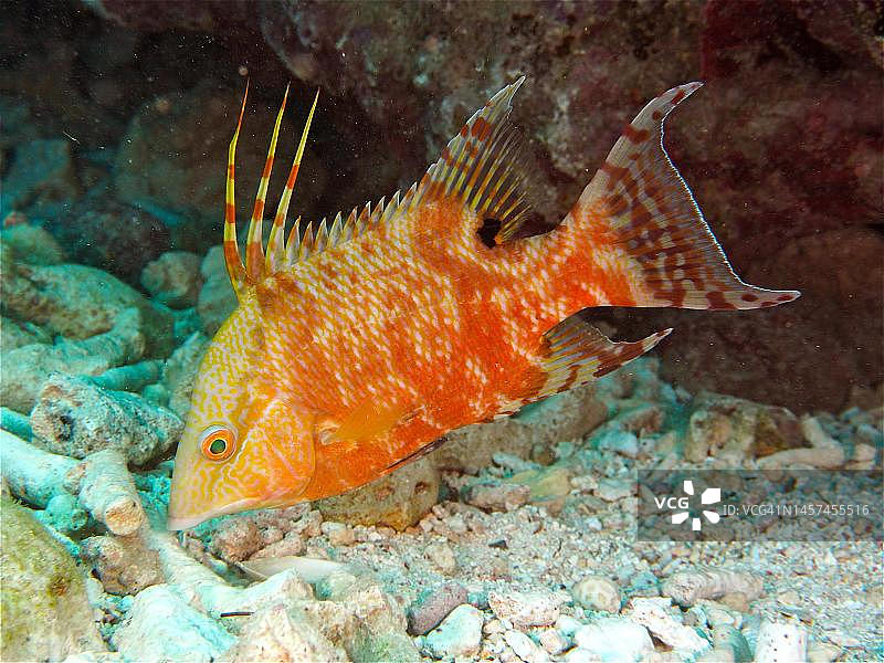 变色猪鱼在珊瑚礁潜水图片素材