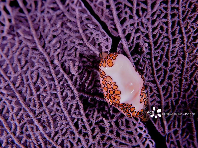 夜间紫色海扇上的火烈鸟舌蜗牛，美国佛罗里达州约翰·彭尼坎普珊瑚礁州立公园图片素材
