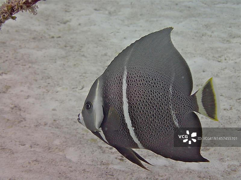 幼年灰神仙鱼，美国佛罗里达群岛约翰彭尼坎普珊瑚礁州立公园潜水点图片素材