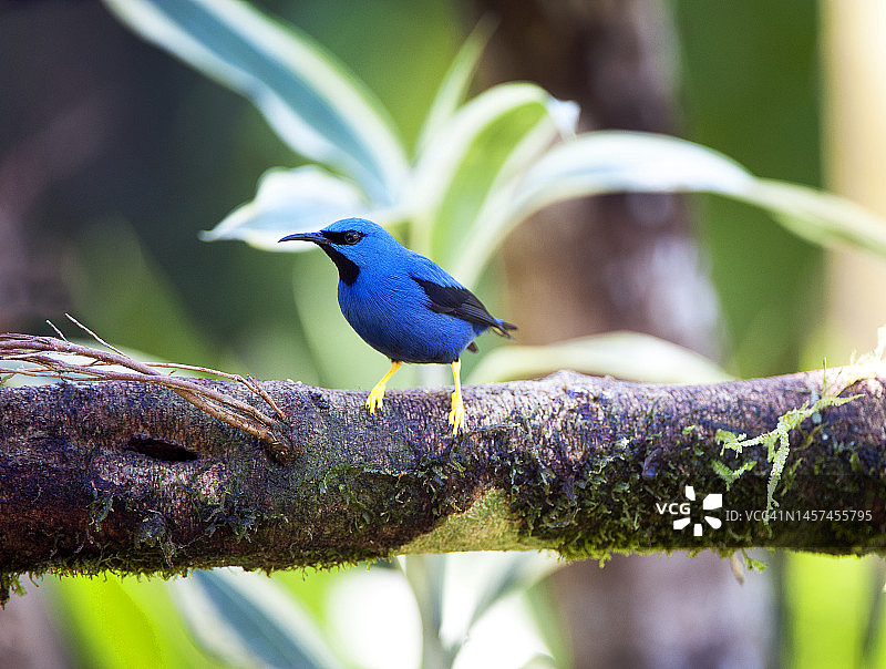 紫蜜鹹特写，萨维格雷河，哥斯达黎加图片素材
