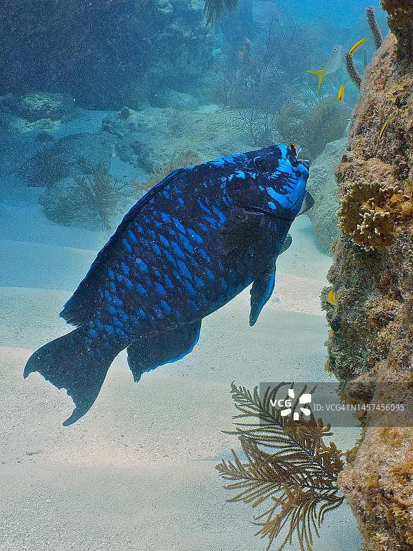午夜鹦嘴鱼，美国佛罗里达州约翰彭尼坎普珊瑚礁州立公园潜水点图片素材