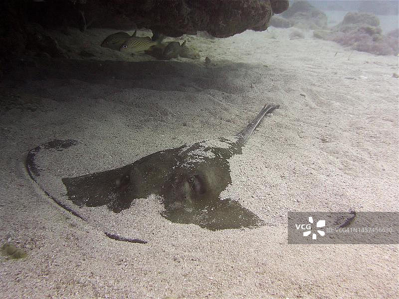 美洲赤魟（Hypanus americanus）栖息在沙中，拍摄于美国佛罗里达州礁岛群约翰·彭尼坎普珊瑚礁州立公园潜水点图片素材
