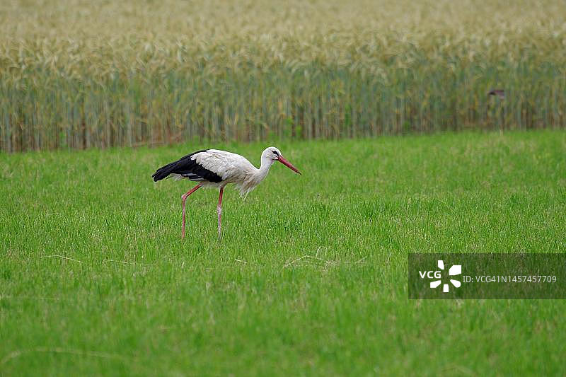 在草地上寻找食物的白鹳，德国图片素材