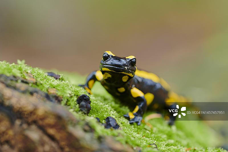 火蜥蜴，德国下萨克森州图片素材