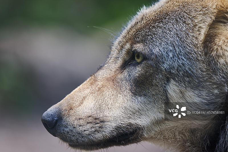 圈养的欧洲灰狼，德国下萨克森州图片素材