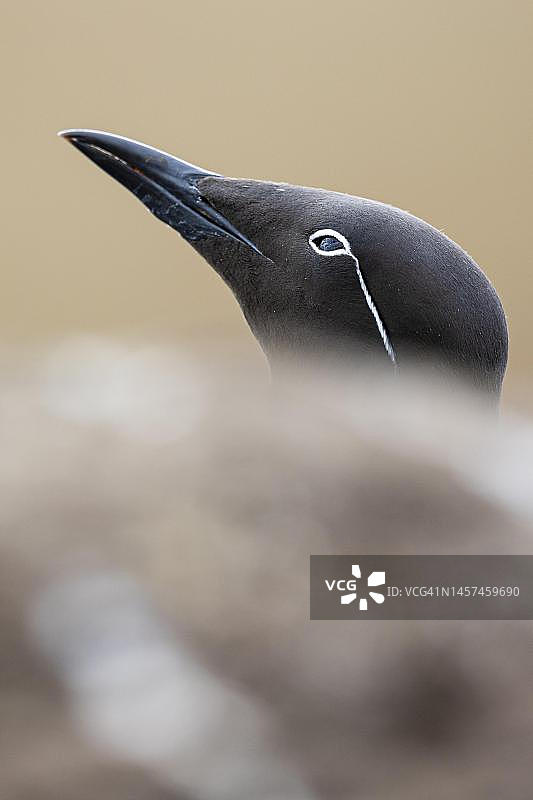 挪威海鸠图片素材