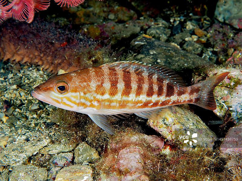 Comber（Serranus cabrilla）。潜水点克鲁斯角海洋保护区，罗萨斯，布拉瓦海岸，西班牙，地中海图片素材
