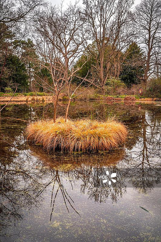 汉诺威贝格加滕湖中的小岛，岛上有草地和一棵小树，位于德国下萨克森州汉诺威北部地区图片素材