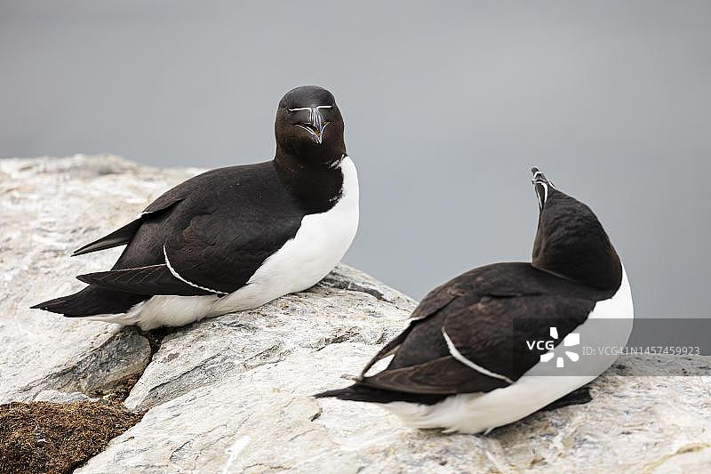 海雀：繁殖期，岩石上的海雀夫妇，霍尔诺亚岛，瓦尔德，瓦兰格，芬马克，挪威图片素材