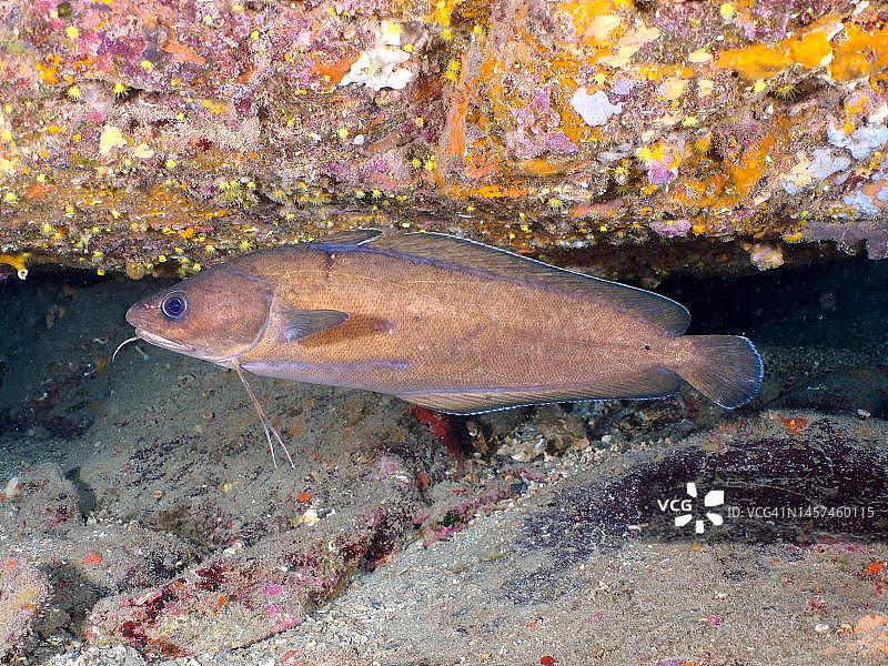 暗鳕鱼：克雷乌斯角海洋保护区潜水点图片素材