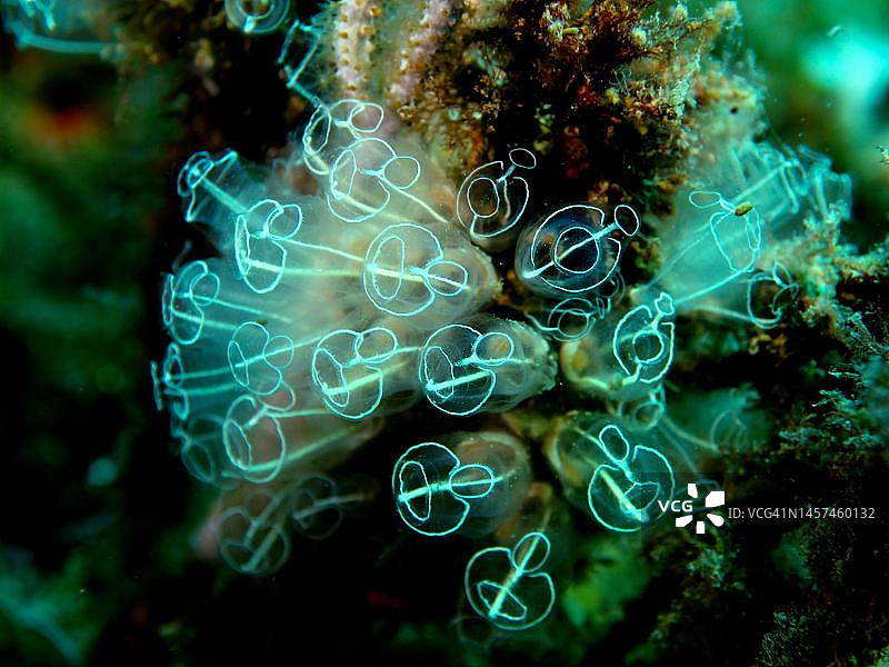 透明海鞘(Dellavallei Clavelina)。克鲁斯角海洋保护区,罗萨斯,布拉瓦海岸,西班牙,地中海图片素材