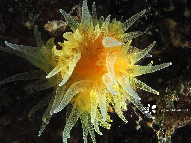 日落杯珊瑚 (Leptopsammia pruvoti)。西班牙布拉瓦海岸克鲁斯角海洋保护区潜水点，地中海图片素材