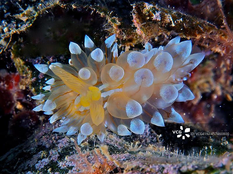 条纹厚壳海螺(Janolus cristatus)。海洋保护区克雷乌斯角,罗萨斯,布拉瓦海岸,西班牙,地中海潜水点图片素材