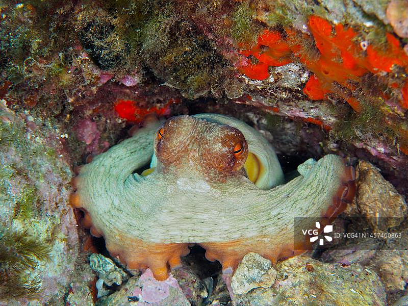 普通章鱼，西班牙布拉瓦海岸图片素材