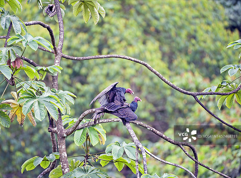 在哥斯达黎加圣胡安娜保护区树顶交配的红头美洲鹫图片素材