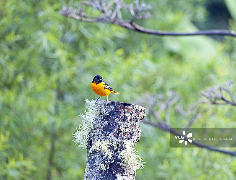 栖息在树桩上的巴尔的摩金莺（雄性），哥斯达黎加圣赫拉尔多-德多塔图片素材
